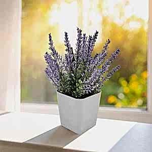 Bitki Yetiştirme Seti ( 7,5 x 6 x 8,3 cm )